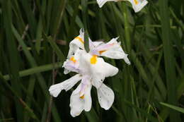 Image of Wild iris