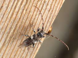 Image of Pogonocherus fasciculatus (Degeer 1775)