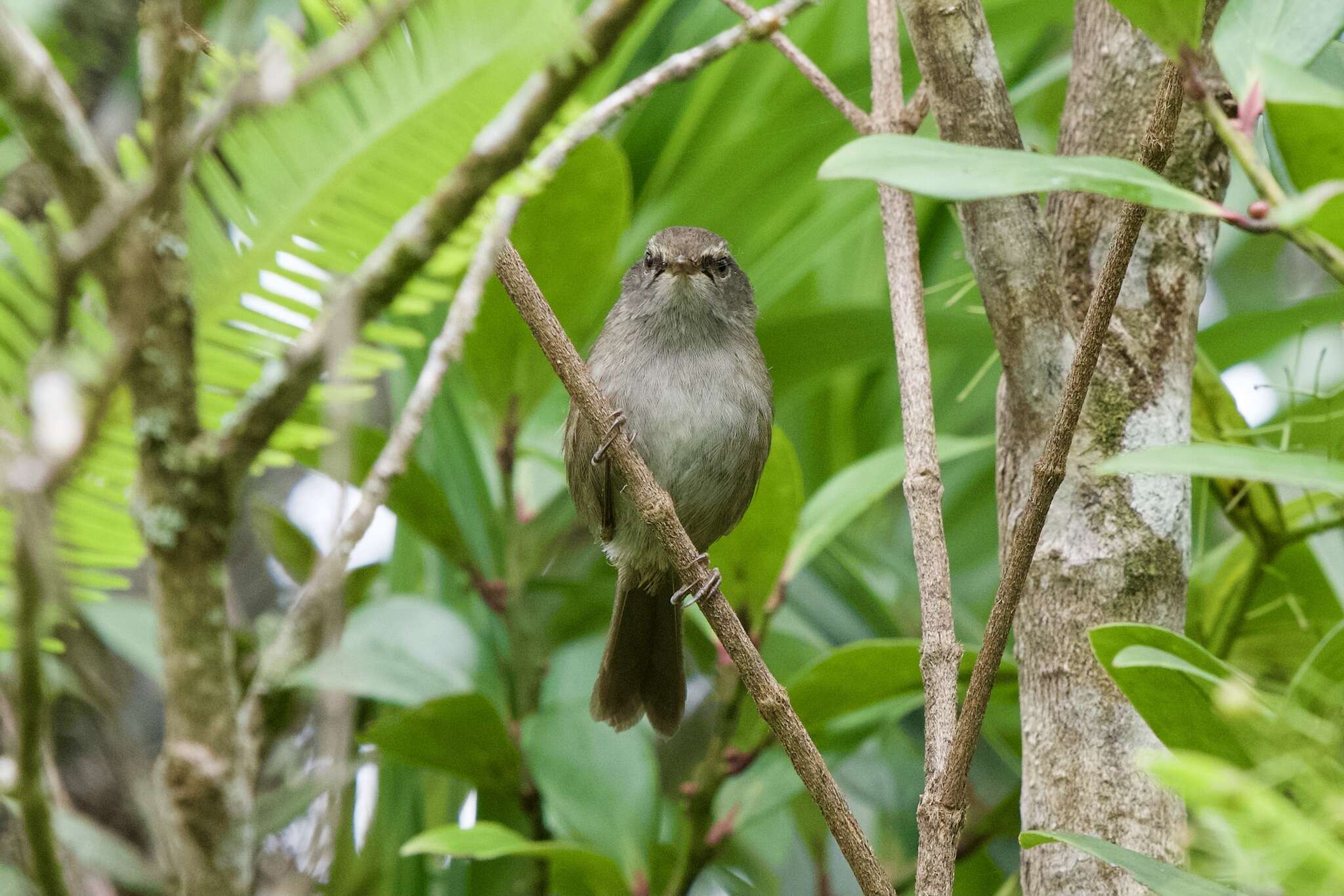 Image of Aberrant Bush Warbler