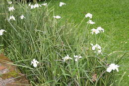 Image of Wild iris