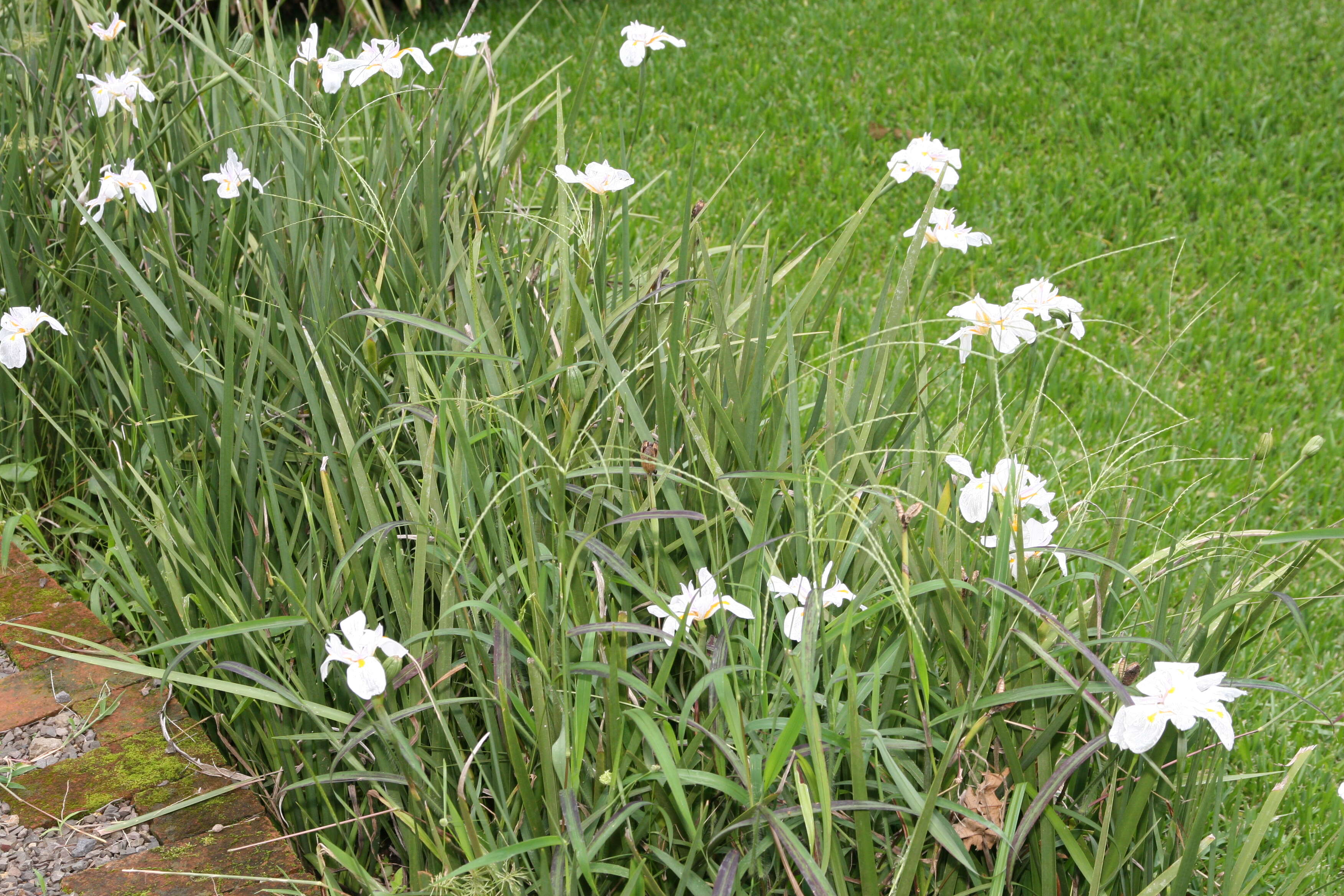 Image of Wild iris