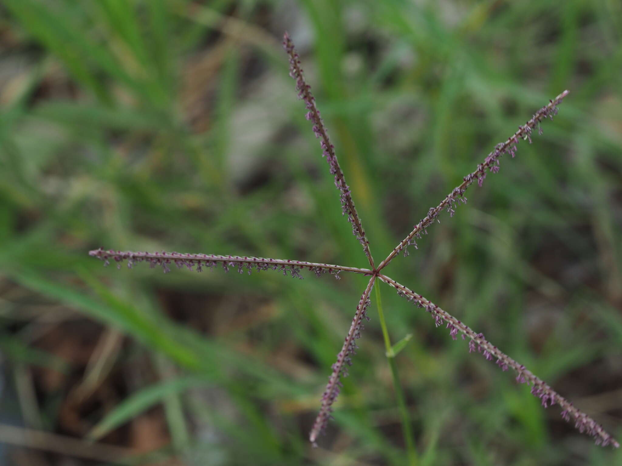 Image of African Bermudagrass