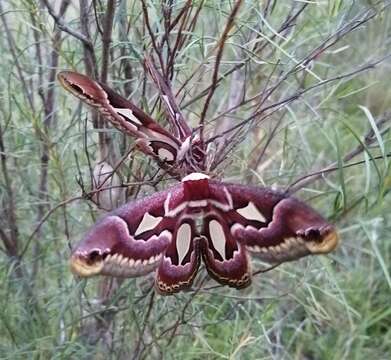 Image of Rothchild's Atlas Moth