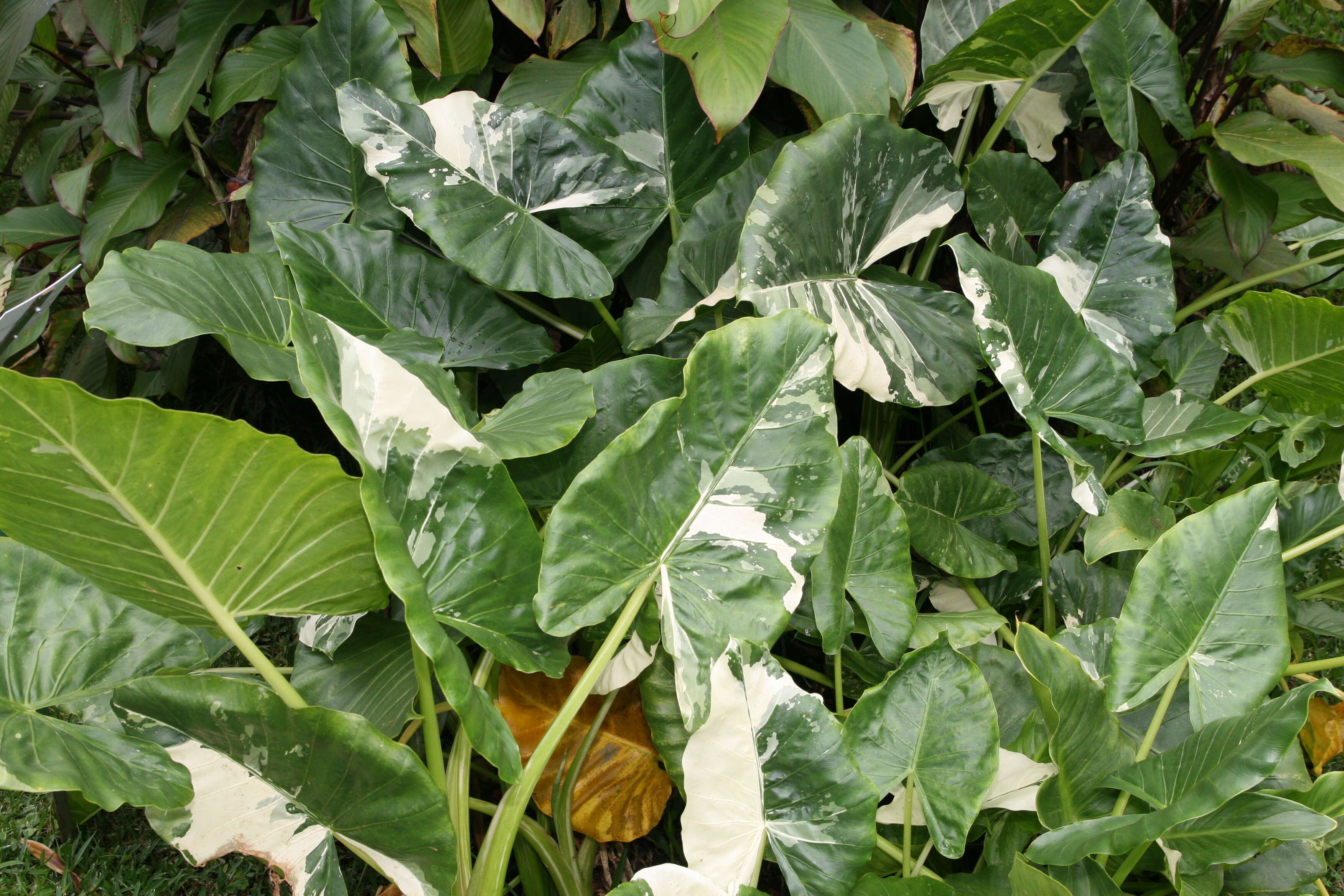 Imagem de Alocasia macrorrhizos (L.) G. Don