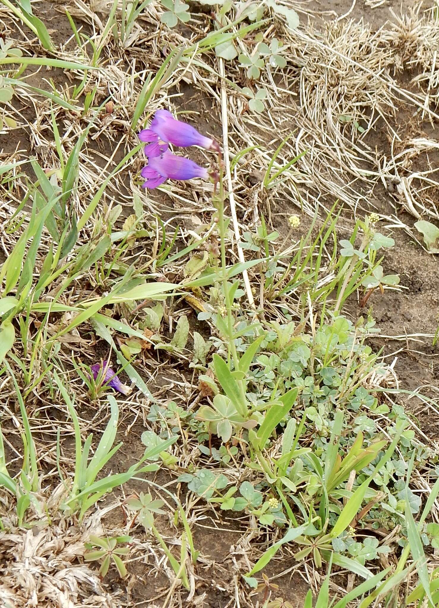 Image of New Mexico beardtongue