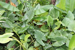 Imagem de Alocasia macrorrhizos (L.) G. Don