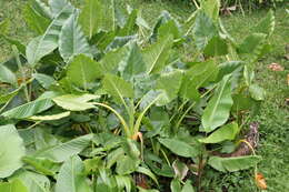 Imagem de Alocasia macrorrhizos (L.) G. Don