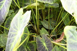 Image of Wild Taro