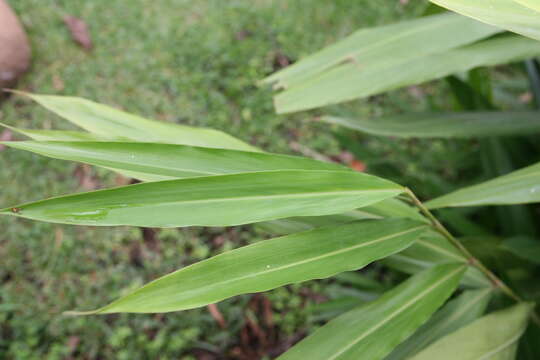 Image of Alpinia nutans (L.) Roscoe