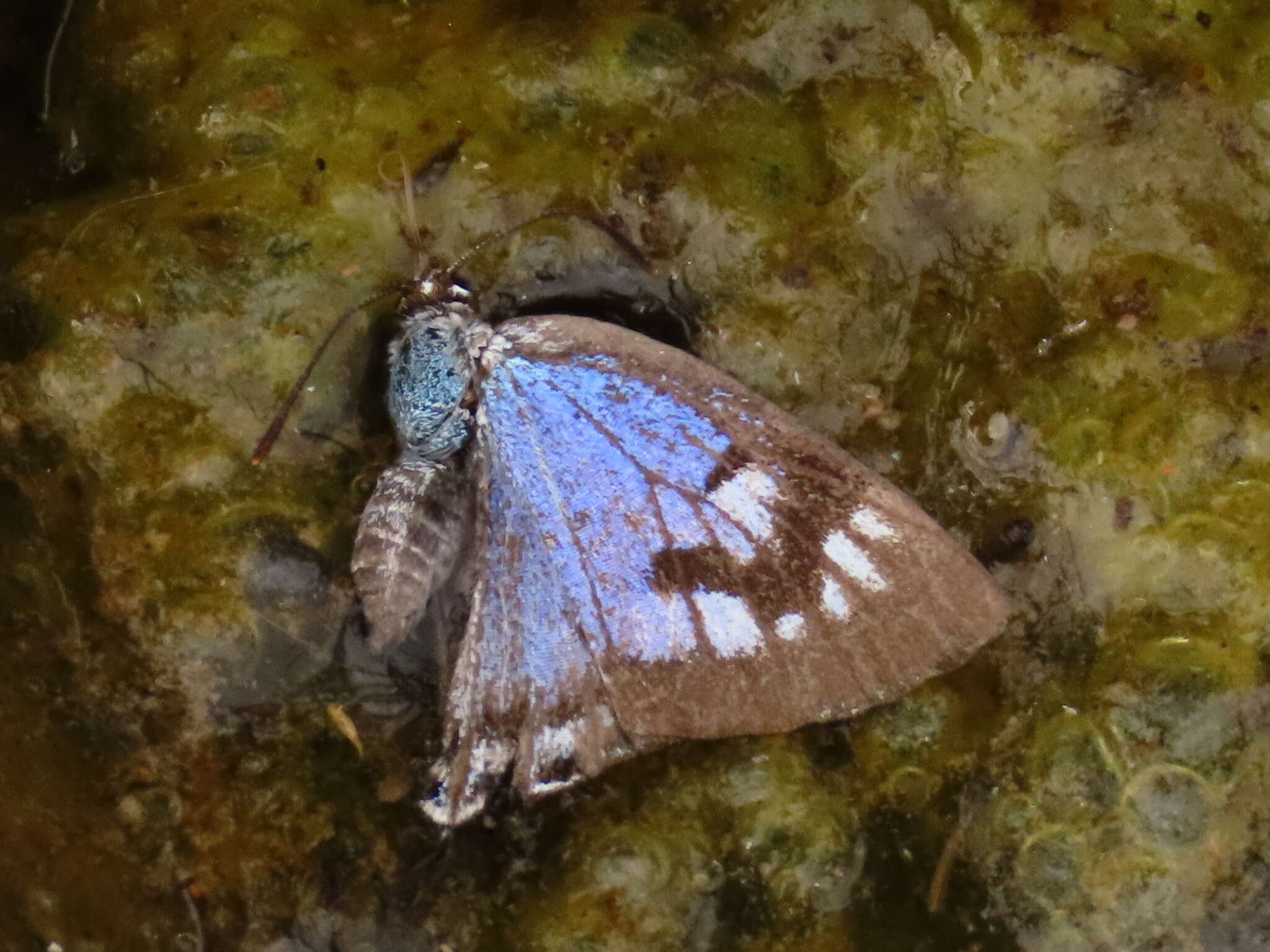 Image of Stugeta bowkeri bowkeri