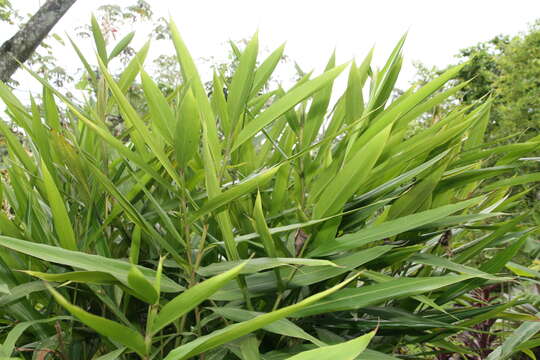 Image of Alpinia nutans (L.) Roscoe