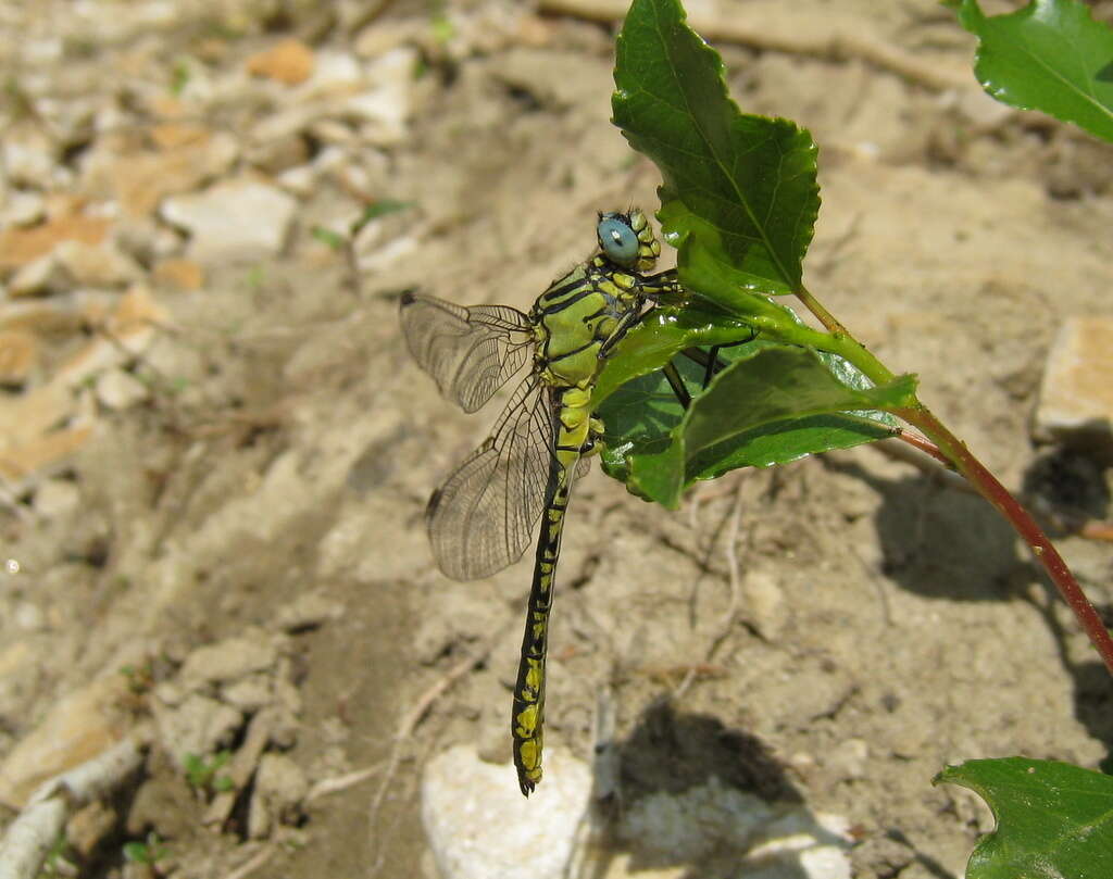 صورة Gomphus simillimus Selys 1840