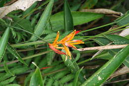 Image of parakeetflower