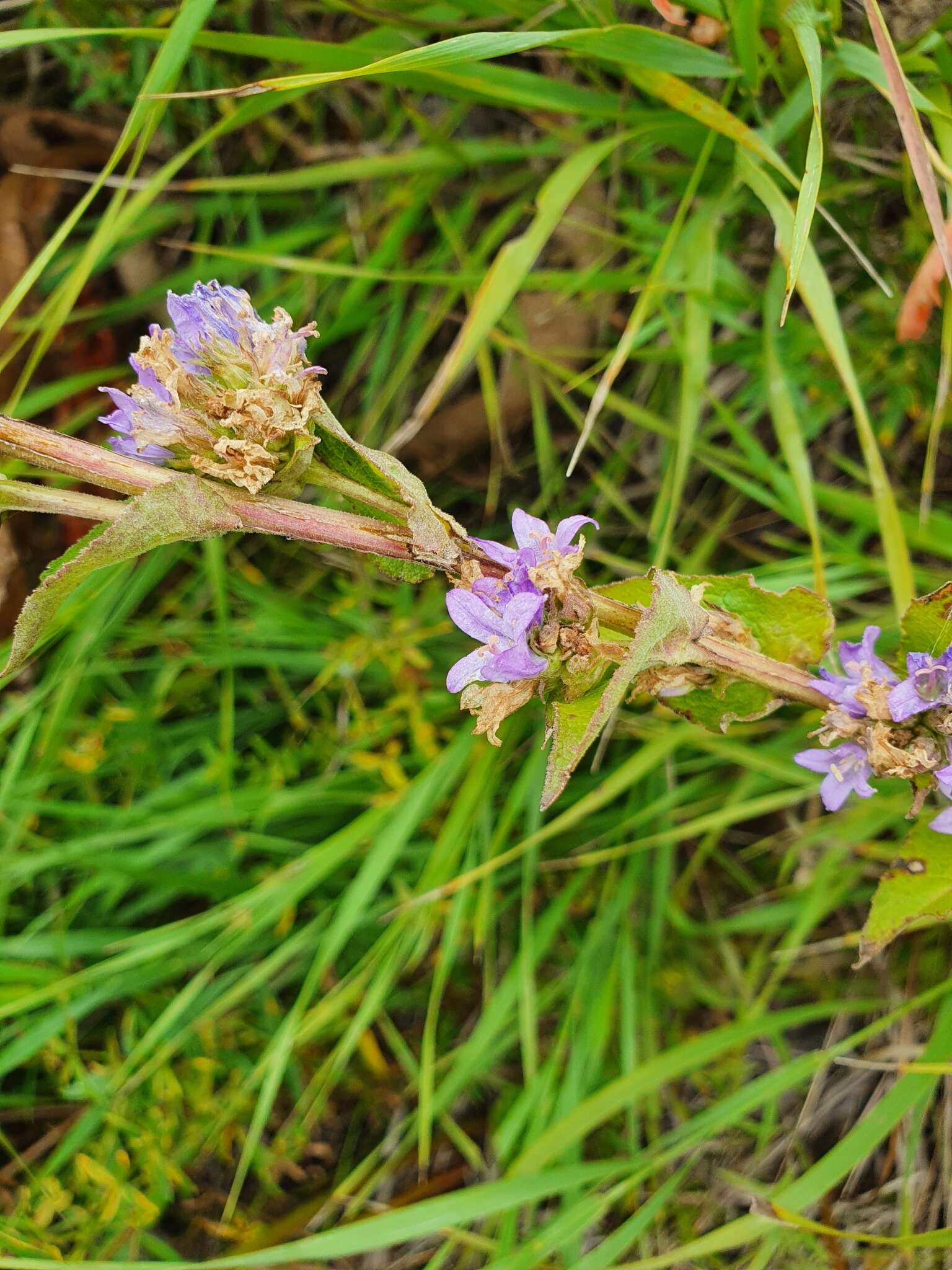 Imagem de Campanula glomerata subsp. farinosa (Rochel ex Besser) Kirschl.