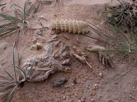 Image of Uromastyx aegyptia microlepis Arnold 1980