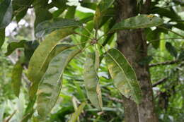 Image of Dwarf Umbrella Tree