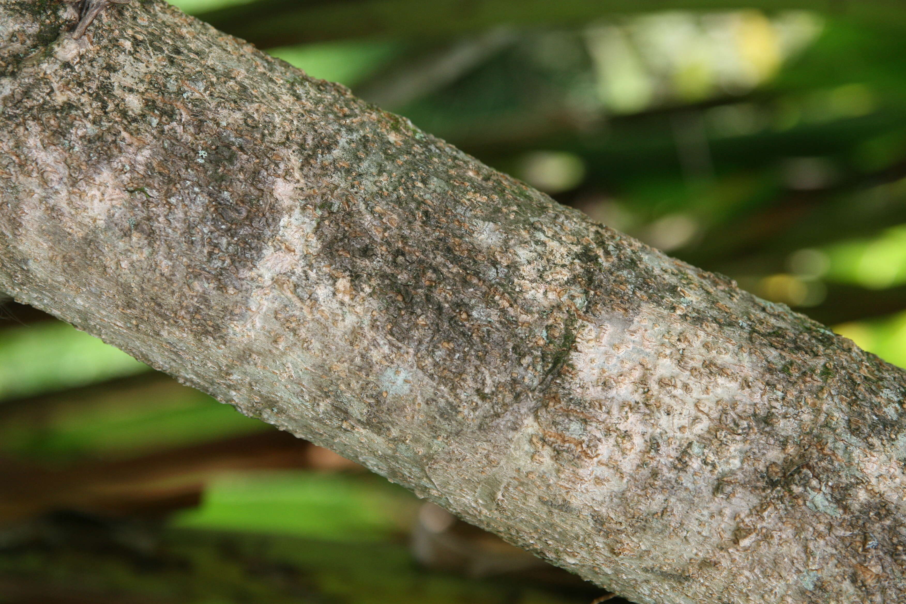 Image of Dwarf Umbrella Tree