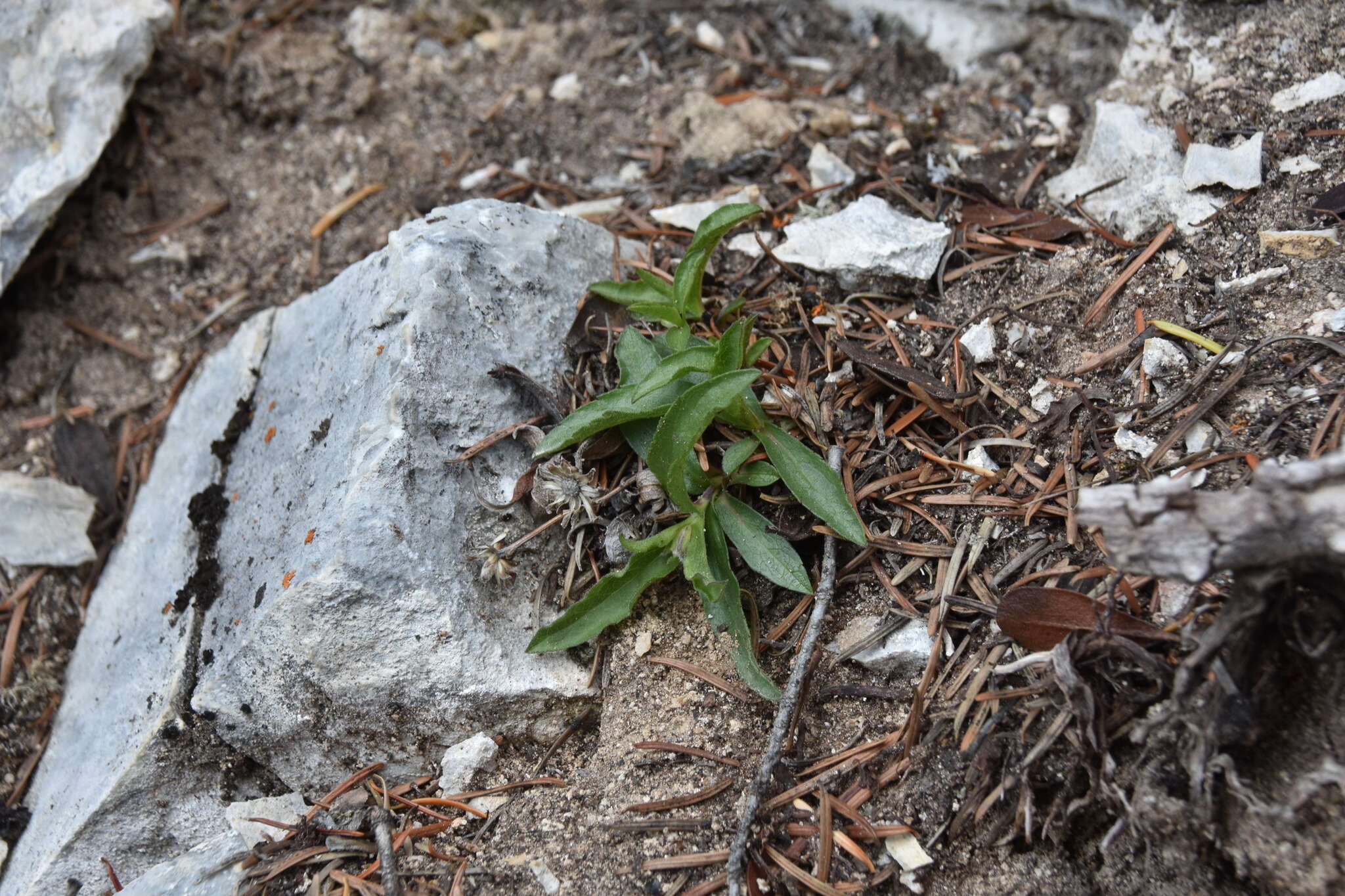 Eurybia merita (A. Nels.) G. L. Nesom resmi