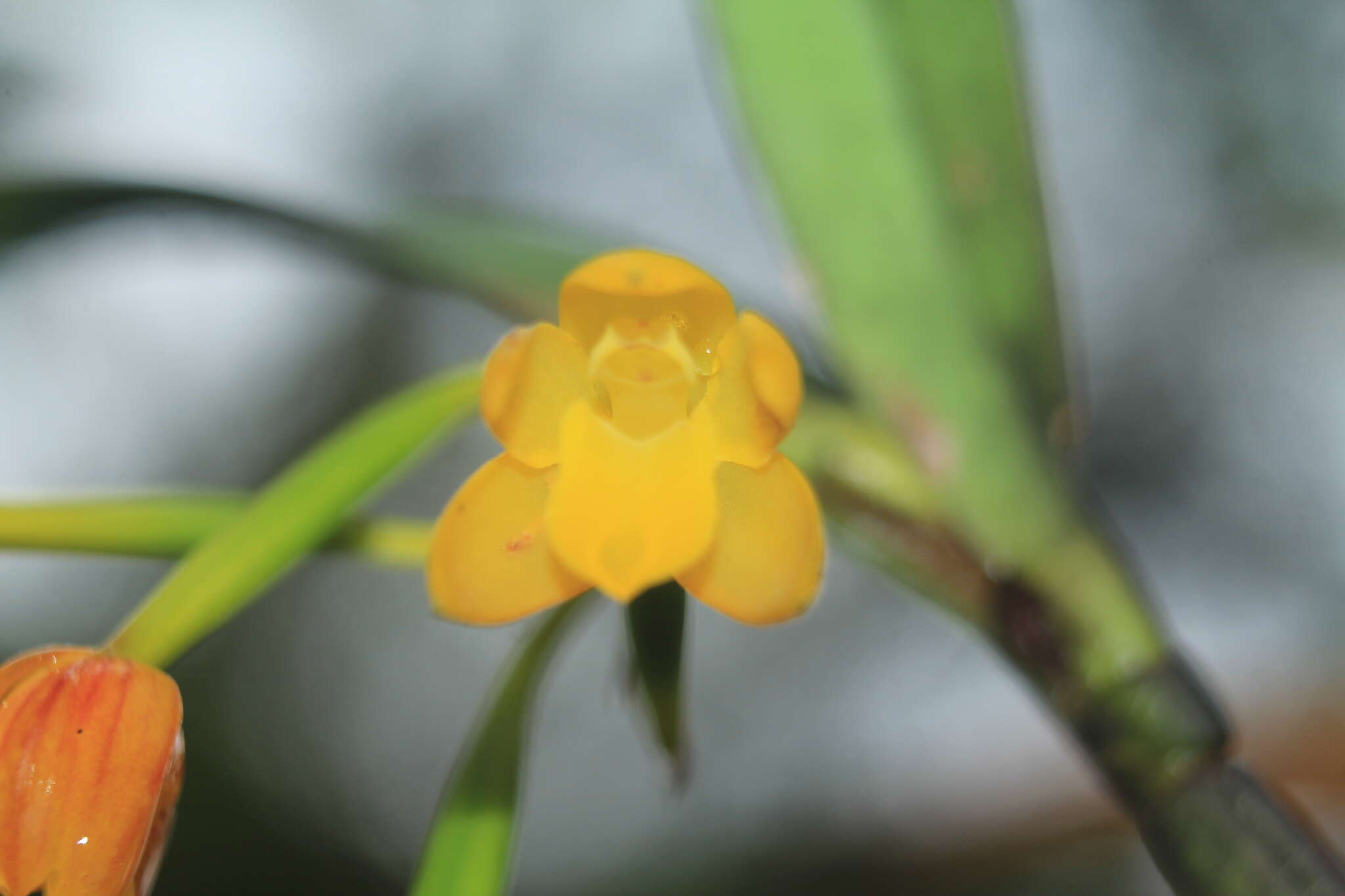 Слика од Scaphyglottis aurea (Rchb. fil.) Foldats