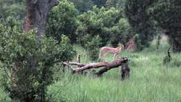 Image of Northwest African Cheetah