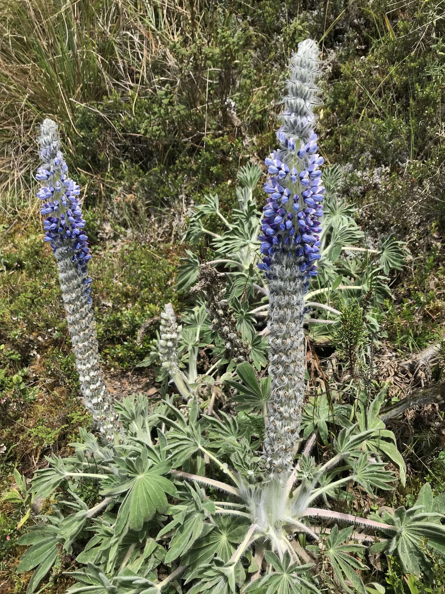 Image of Lupinus triananus C. P. Sm.