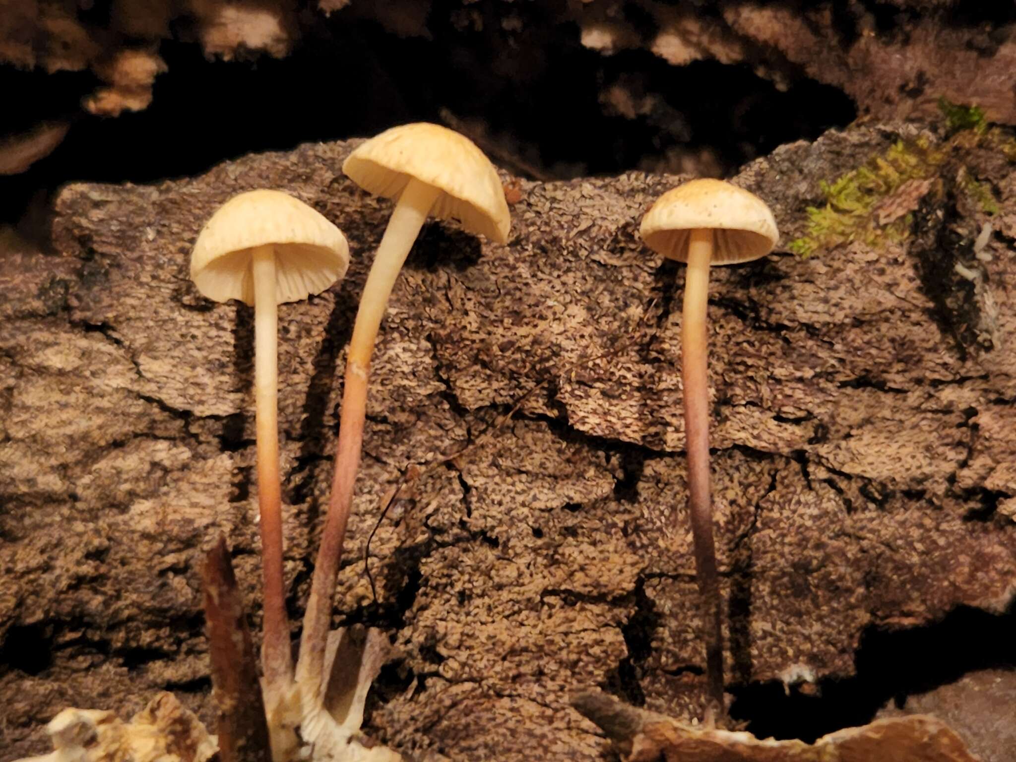 Imagem de Marasmius delectans Morgan 1905