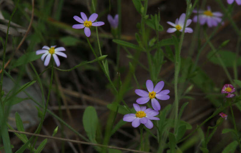 Image de Chaetopappa bellidifolia (A. Gray & Engelm. ex A. Gray) Shinners