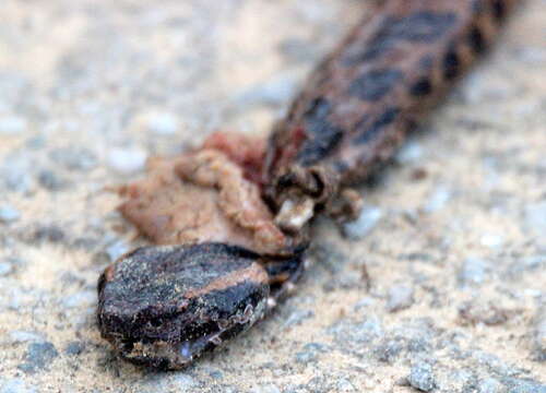 Image of Chinese Mountain Pit Viper