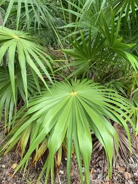 Image of thatch palm