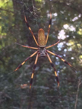 صورة Trichonephila clavipes (Linnaeus 1767)