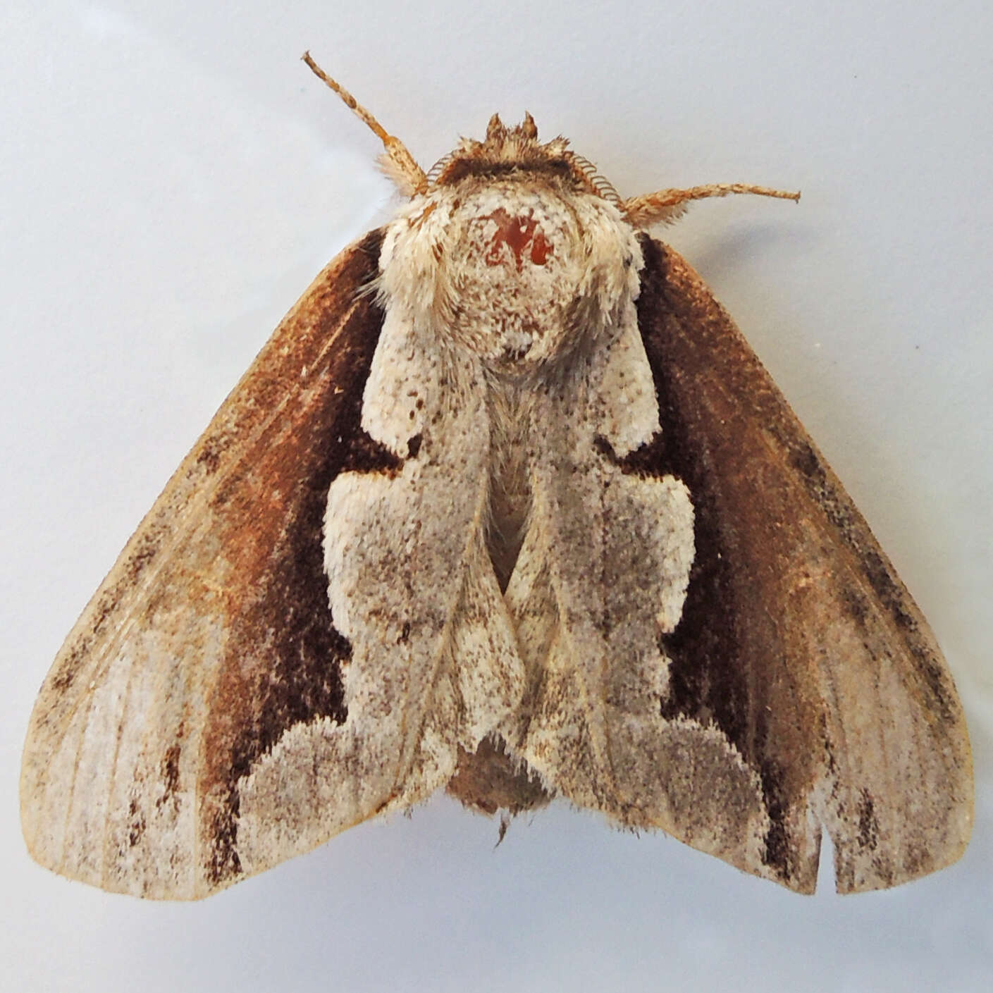 Image of Double-toothed Prominent