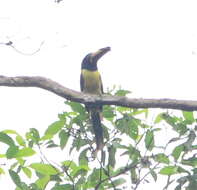 Image of Lettered Aracari