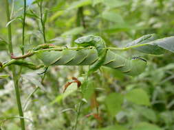 Image of Laurel sphinx