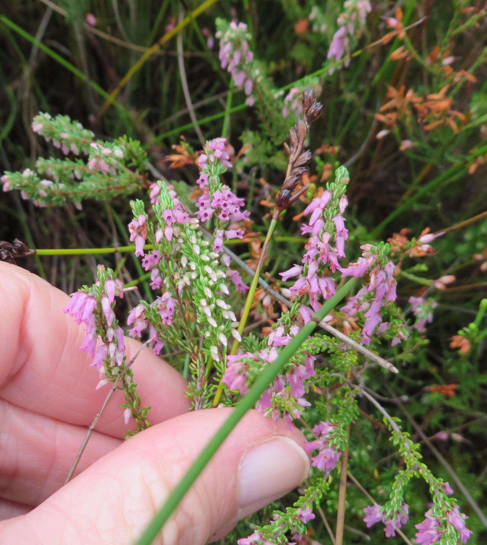 Image of Erica intervallaris var. intervallaris