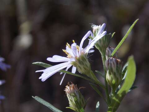 Image of white panicle aster