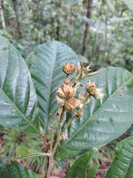 Image of Trigonobalanus excelsa Lozano, Hern. Cam. & Henao