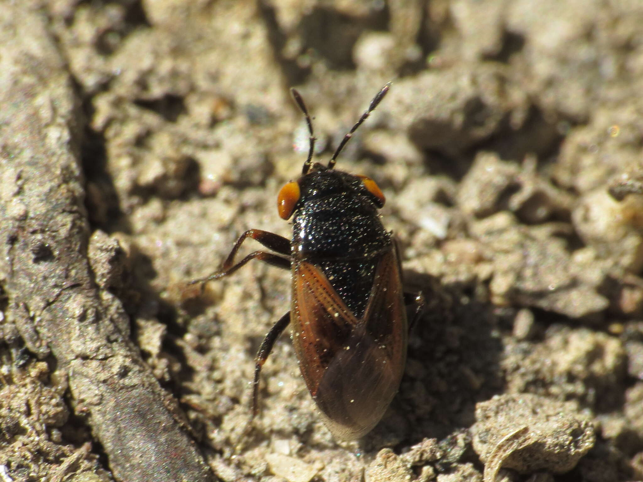 Image of <i>Geocoris pallidipennis</i>