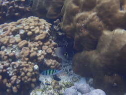 Image of Herringbone Butterflyfish