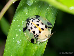 Image of Asian Spotted Tortoise Beetle