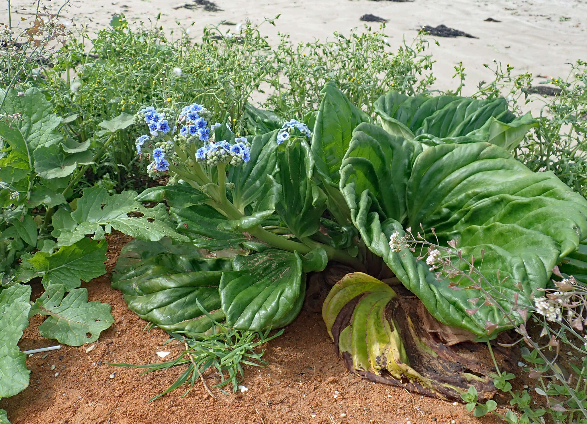 Image of giant forget-me-not