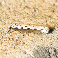 Image of Ethmia hagenella Chambers 1878