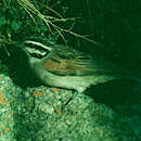 Emberiza capensis plowesi (Vincent 1950)的圖片