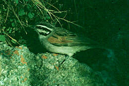 Image of Emberiza capensis plowesi (Vincent 1950)