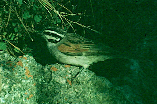 Emberiza capensis plowesi (Vincent 1950)的圖片