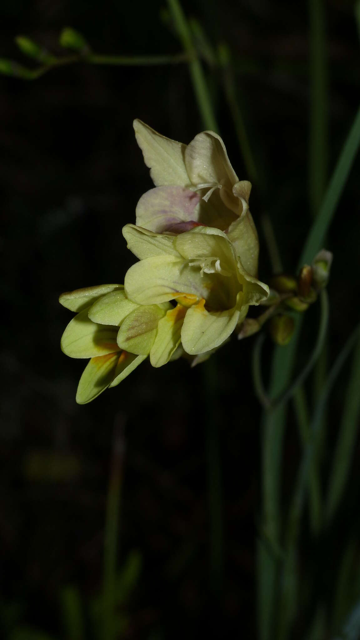 Image of common freesia