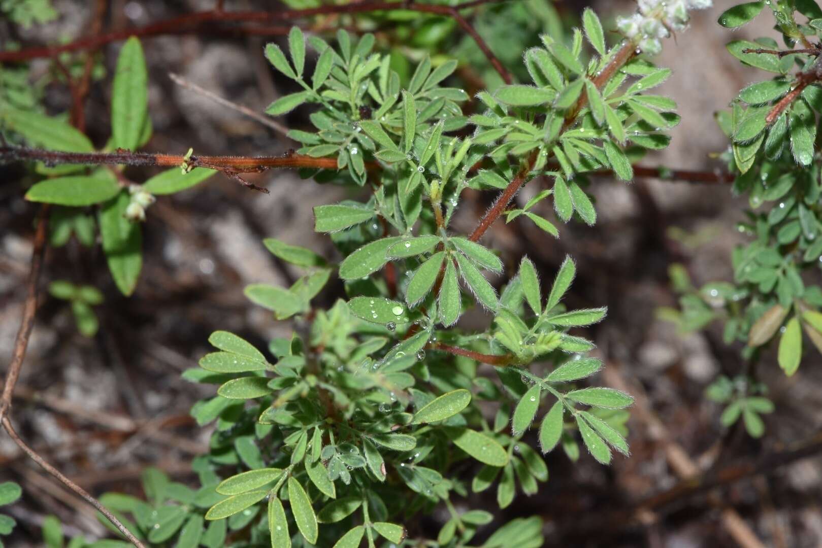 Plancia ëd Dalea villosa var. grisea (Torr. & A. Gray) Barneby