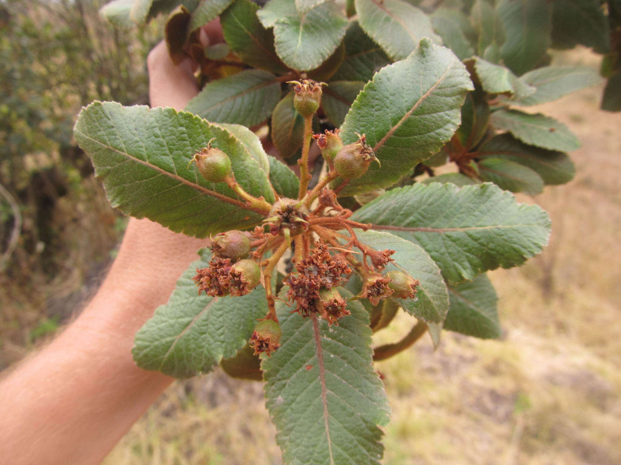 Hesperomeles ferruginea (Kunth) Lindl.的圖片