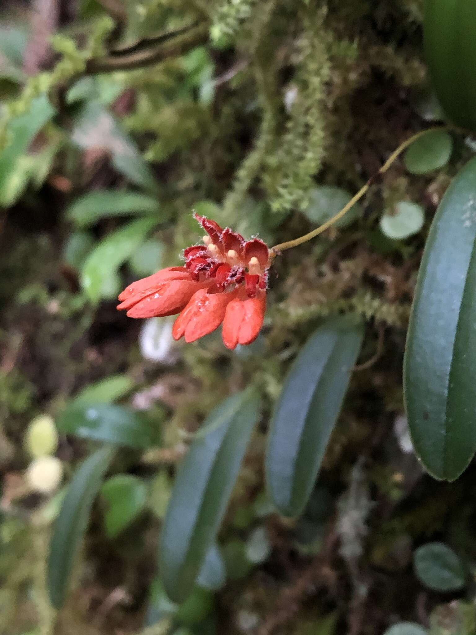 Image de Bulbophyllum albociliatum (Tang S. Liu & H. Y. Su) K. Nakaj.