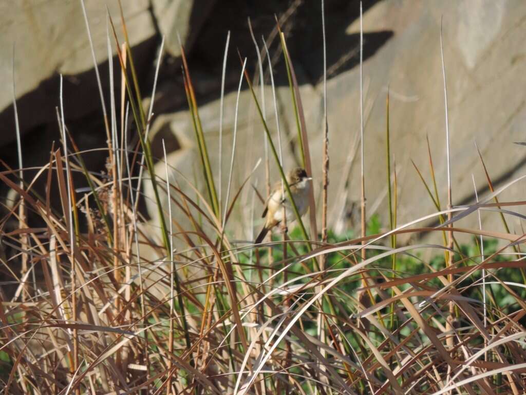 Image of Australian Reed Warbler