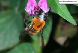 Слика од Bombus opulentus Smith 1861